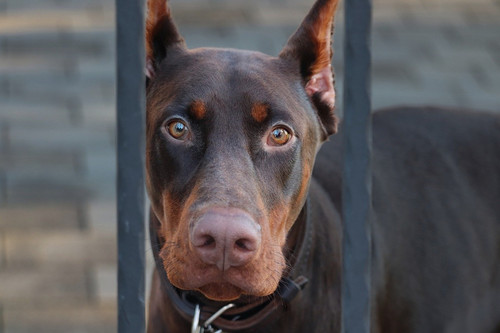 manfredrichter doberman 10143770 1280.jpg