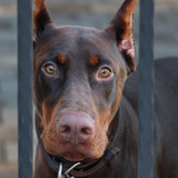 manfredrichter doberman 10143770 1280