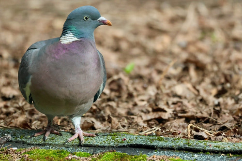nennieinszweidrei bird 10207095 1280.jpg