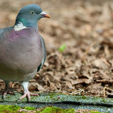 nennieinszweidrei bird 10207095 1280