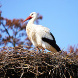 matthiasboeckel stork 10167700 1280