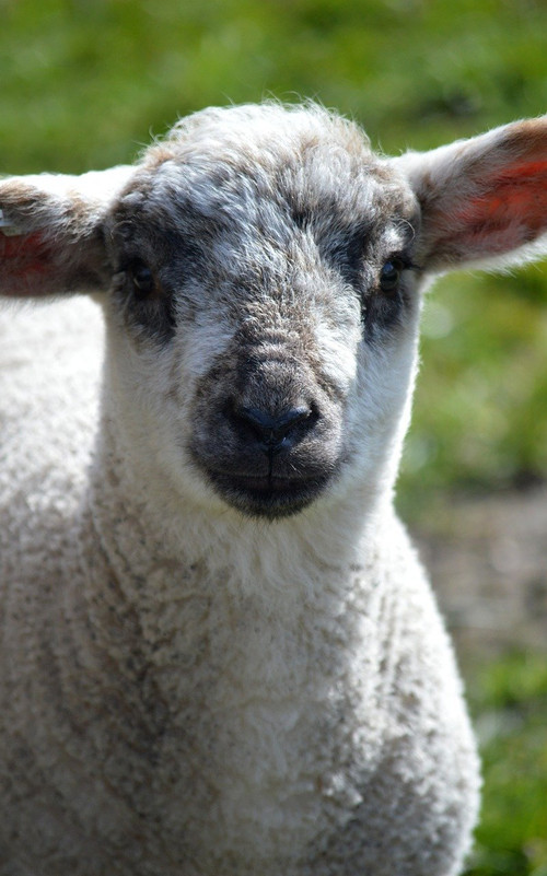 neelam279 lamb 10194337 1280.jpg