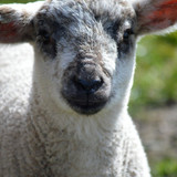 neelam279 lamb 10194337 1280