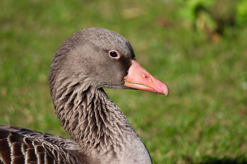 nennieinszweidrei greylag goose 10148656 1280.jpg