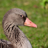 nennieinszweidrei greylag goose 10148656 1280
