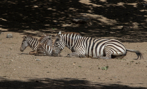 lancier zebra 10162915 1280.jpg