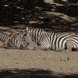 lancier zebra 10162915 1280