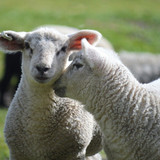 neelam279 lambs 10194539 1280
