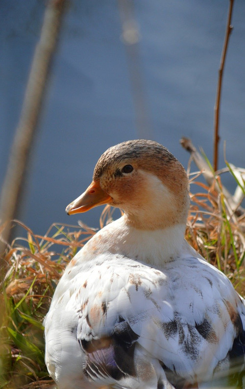 neelam279 duck 10151534 1280.jpg