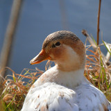 neelam279 duck 10151534 1280