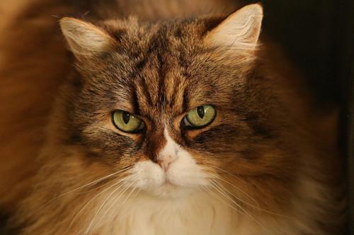 marjonhorn animal 10157664 1280.jpg