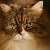 marjonhorn animal 10157664 1280