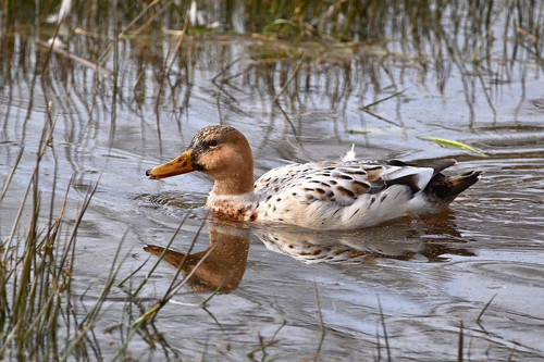 jggrz duck 10115782 1280.jpg