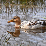 jggrz duck 10115782 1280