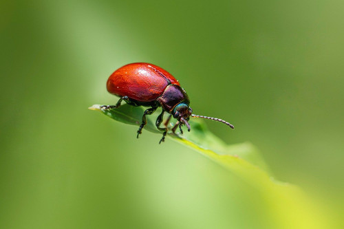 erik karits nature 10103336 1280.jpg