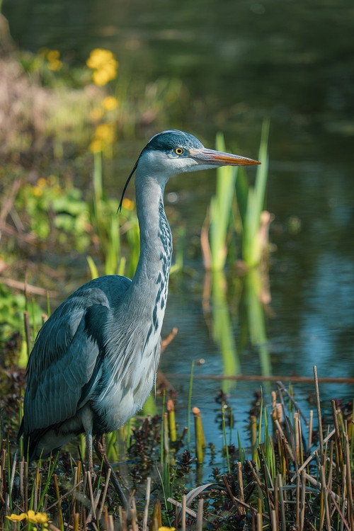 couleur heron 10189253 1280.jpg