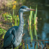 couleur heron 10189253 1280