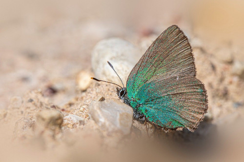 erik karits nature 10103342 1280.jpg