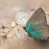 erik karits nature 10103342 1280