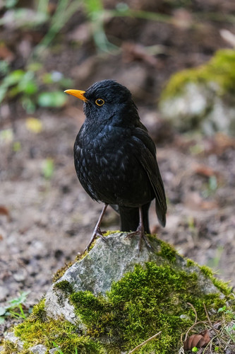 couleur blackbird 10185507 1280.jpg