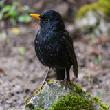 couleur blackbird 10185507 1280