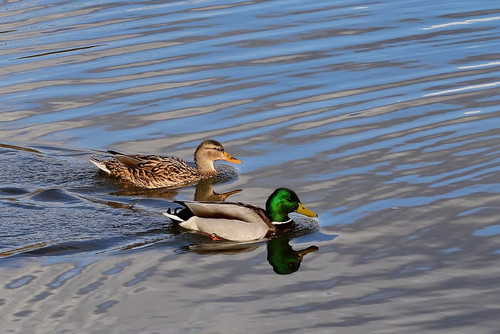 jggrz ducks 10150565 1280.jpg