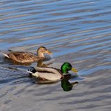 jggrz ducks 10150565 1280