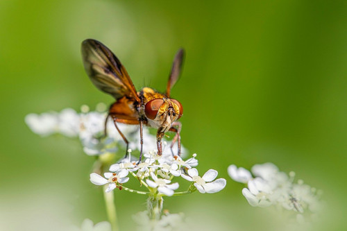 erik karits insects 10103343 1280.jpg