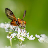 erik karits insects 10103343 1280