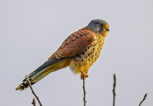 fotoblend kestrel 10102917 1280.jpg