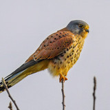 fotoblend kestrel 10102917 1280