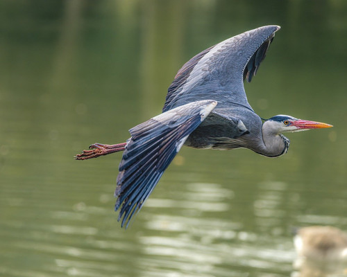 gruendercoach grey heron 10189070 1280.jpg