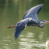 gruendercoach grey heron 10189070 1280