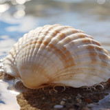 flutie8211 seashell 10182408 1280