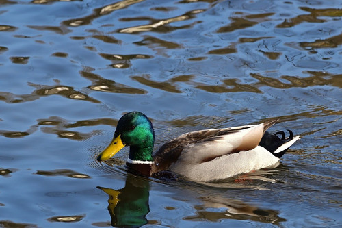 jggrz drake 10145397 1280.jpg