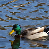 jggrz drake 10145397 1280