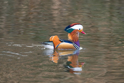 gruendercoach duck 10107590 1280.jpg