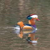 gruendercoach duck 10107590 1280