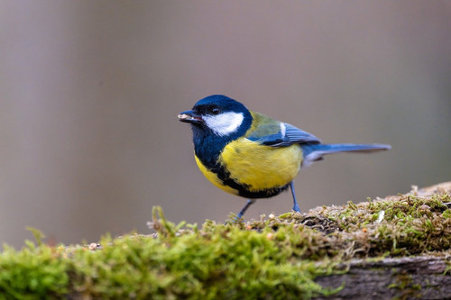 gruendercoach great tit 10109131 1280.jpg