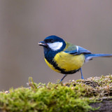 gruendercoach great tit 10109131 1280