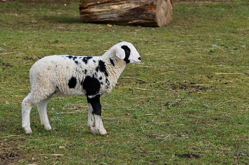 jggrz lamb 10155703 1280.jpg