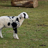 jggrz lamb 10155703 1280