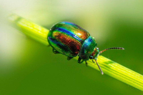 erik karits insects 10103337 1280.jpg