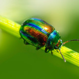 erik karits insects 10103337 1280