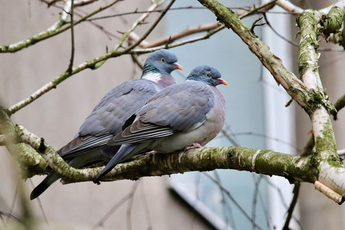 nennieinszweidrei wood pigeon 10146399 1280.jpg