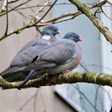 nennieinszweidrei wood pigeon 10146399 1280