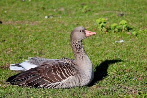 nennieinszweidrei greylag goose 10148657 1280.jpg