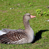 nennieinszweidrei greylag goose 10148657 1280