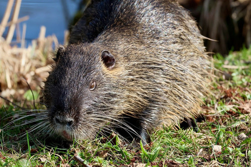 nennieinszweidrei nutria 10164402 1280.jpg