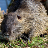 nennieinszweidrei nutria 10164402 1280